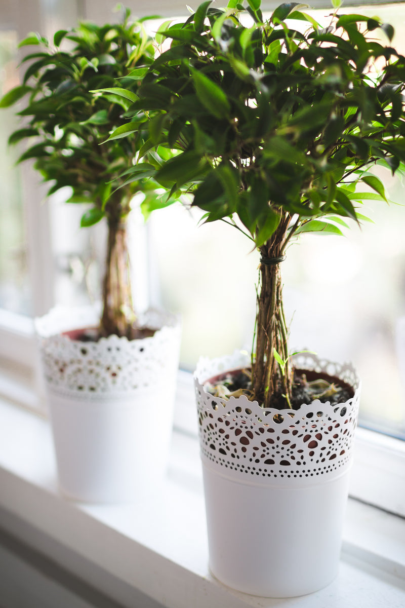 Why Calcium is Crucial for Plant Growth: Functions, Deficiency Signs, and Fertilizer Tips