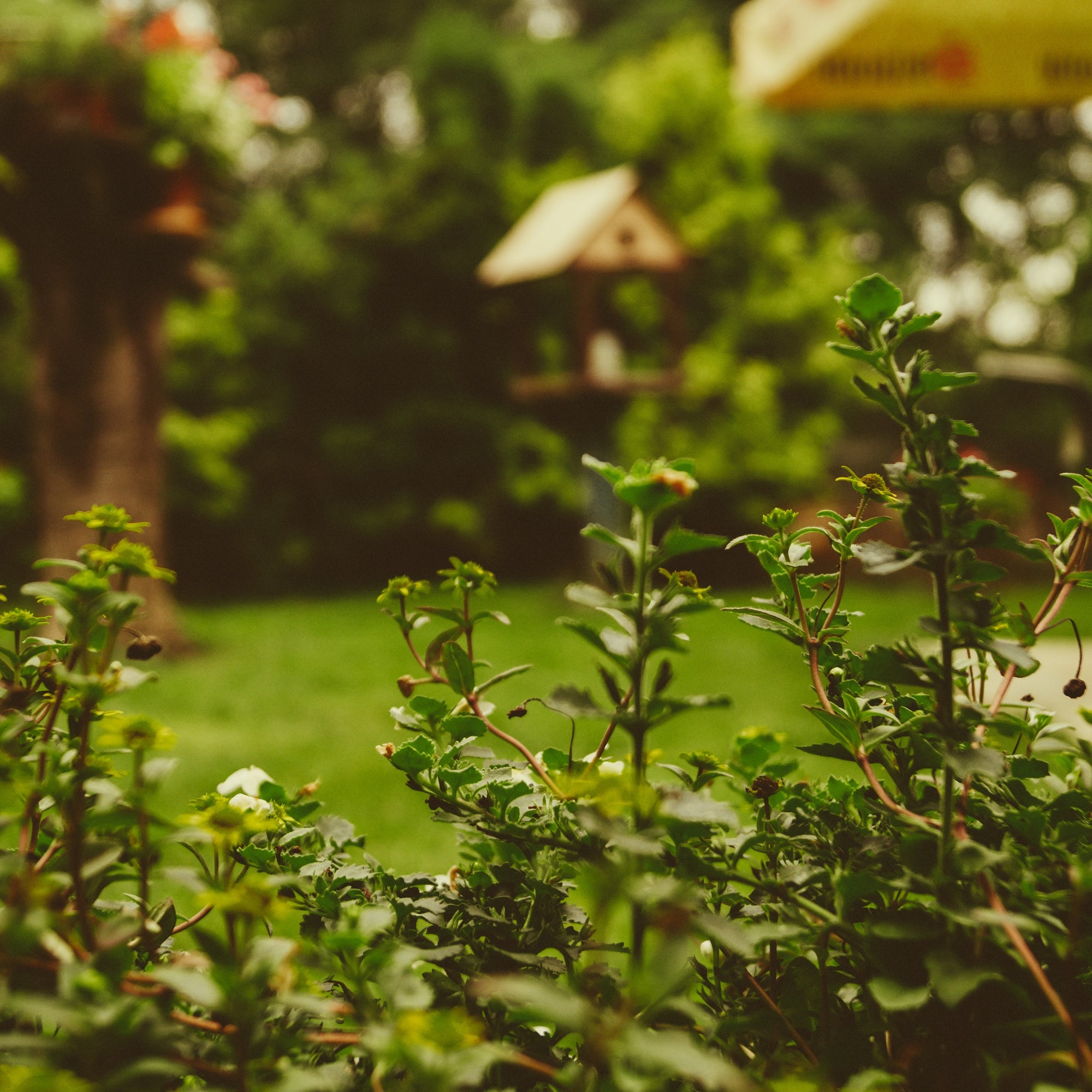 Rodent Roundup: Natural Solutions for Keeping Critters Out of Your Garden