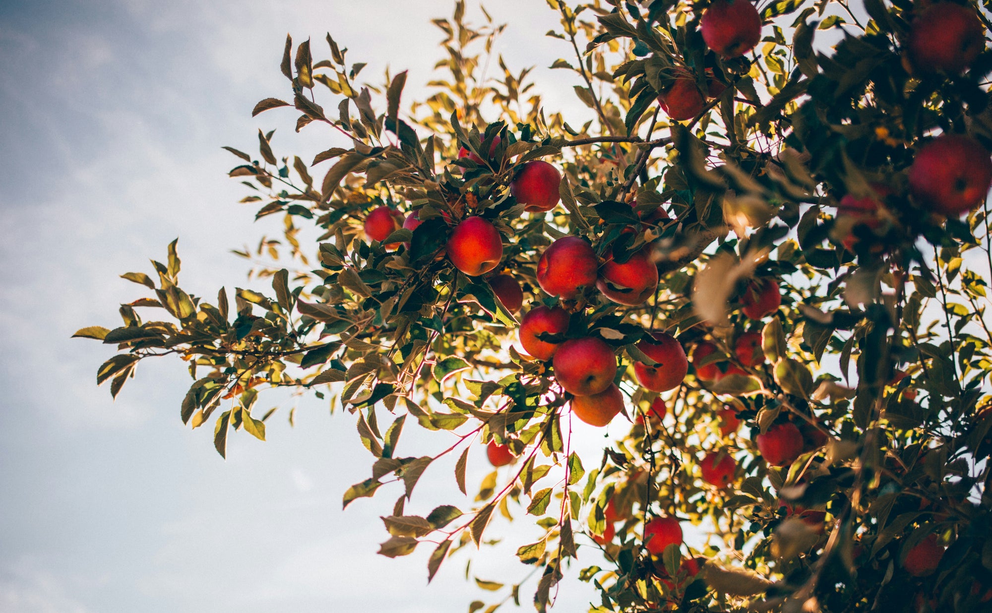 What is the Best Fertilizer for Apple Trees?