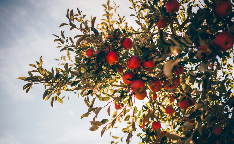 What is the Best Fertilizer for Apple Trees?