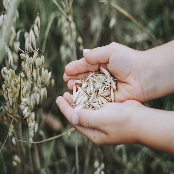 Cover Crops 101: Improve Soil Quality and Boost Spring Garden Yields