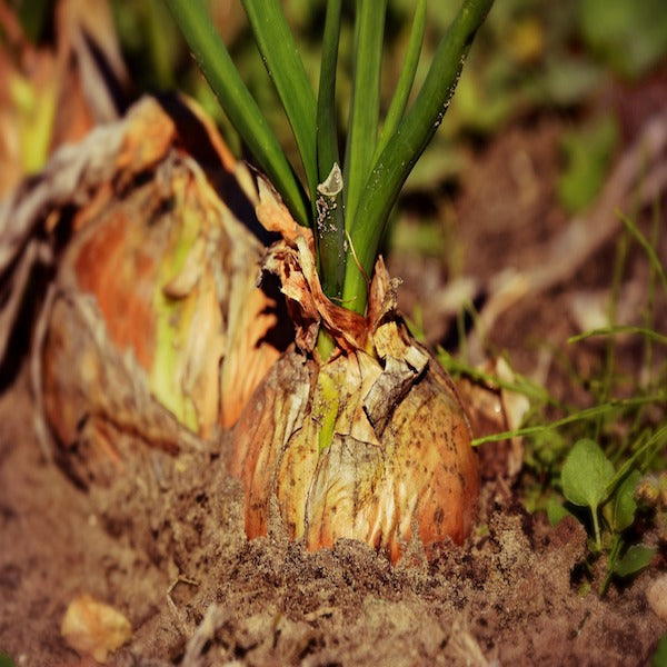 How to Easily Create a Regenerative Garden