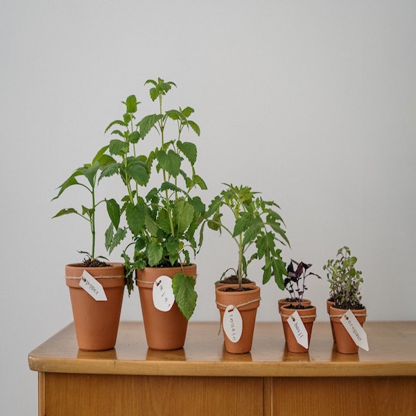 How to Grow a Successful Indoor Garden