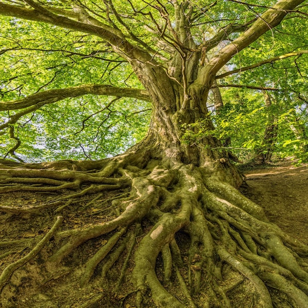 How to Grow Healthy and Stable Tree Root Systems
