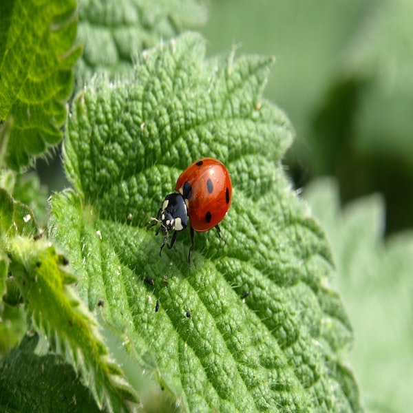 6 Friendly Bugs You Want in Your Garden