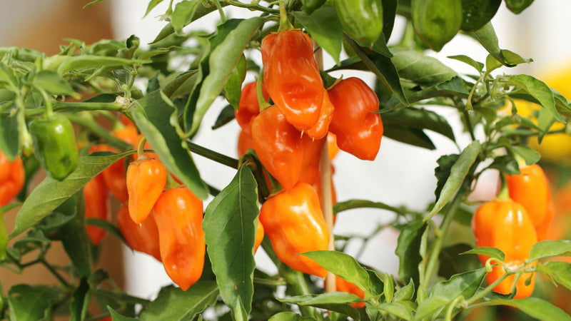 Tips to grow pepper plants
