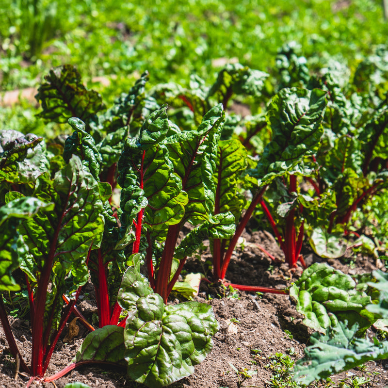 Why Edible Landscaping is the Modern Day Food Revolution