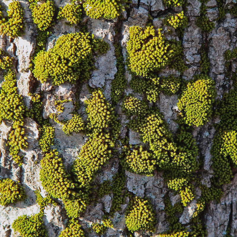Close up of Moss on Tree Bark
