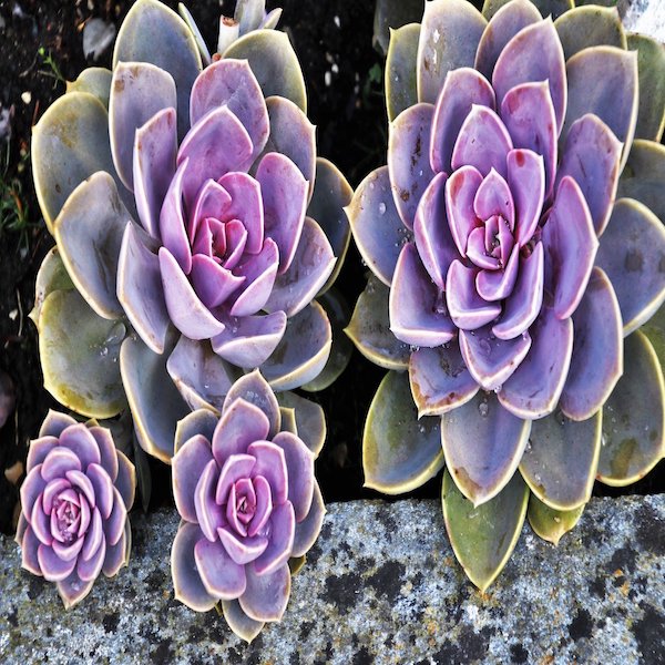 6 Plants That Can Make You Happier