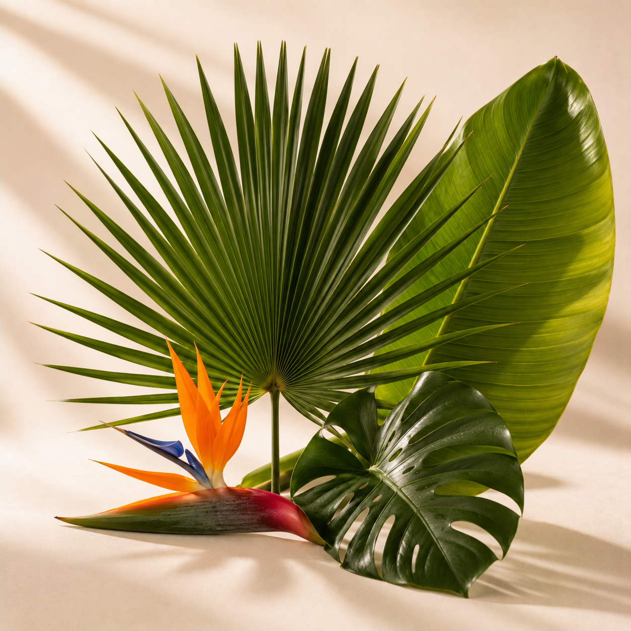 collection-palms-tropicals