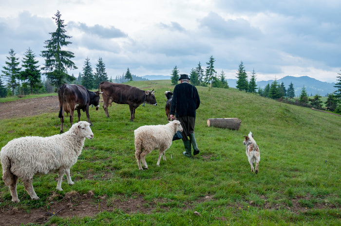 Pets and Livestock