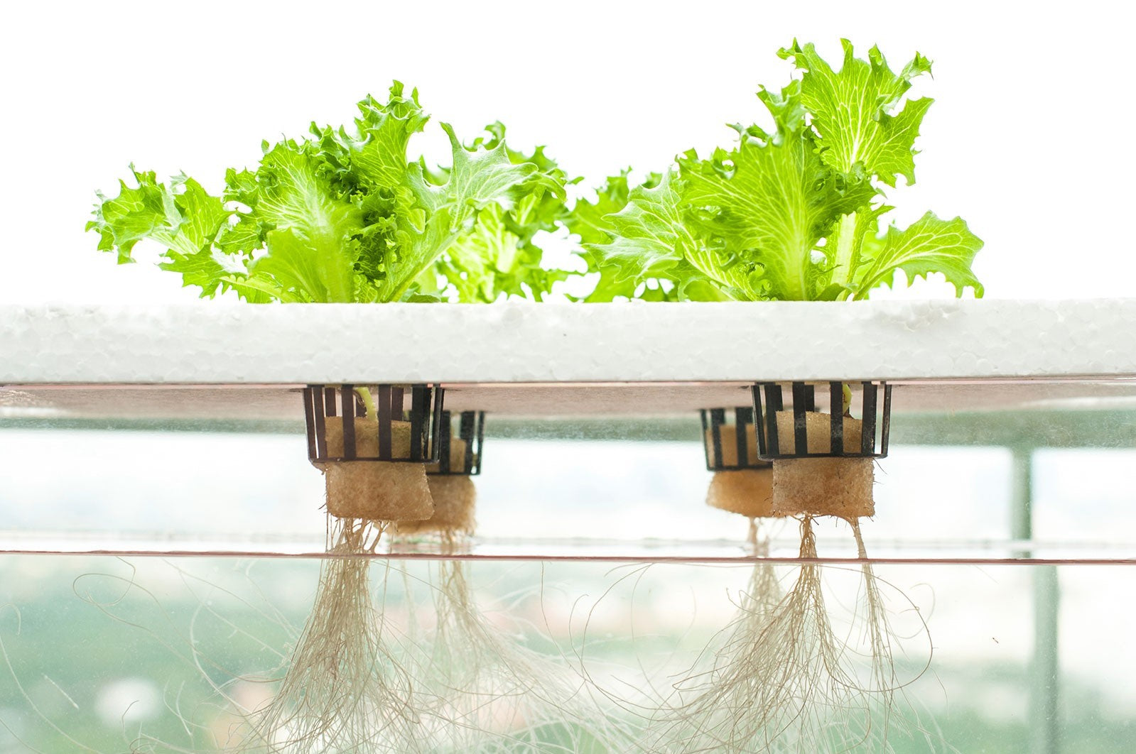 Hydroponics Nutrients