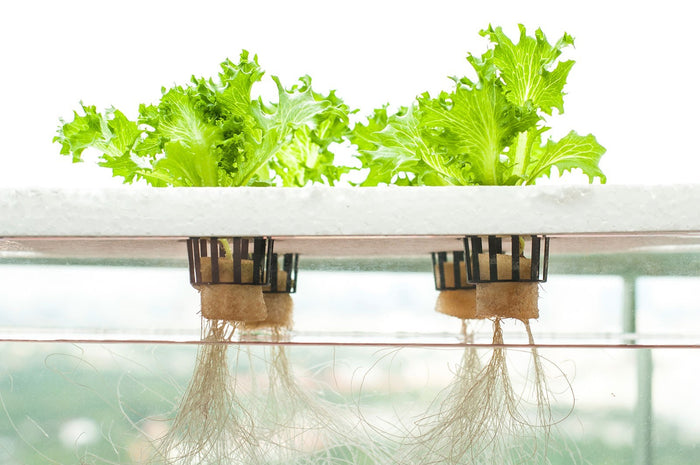 Hydroponics Nutrients