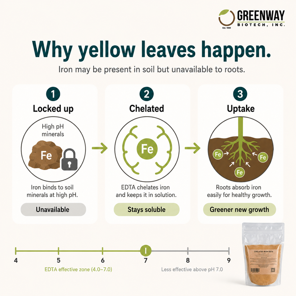 Why leaves yellow and how EDTA keeps iron soluble for plant uptake