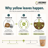 Why leaves yellow and how EDTA keeps iron soluble for plant uptake