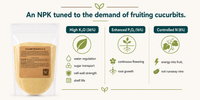 Diagram explaining the 8-16-36 NPK ratio for fruiting cucurbits: high potash for fruit quality, enhanced phosphate for flowering, controlled nitrogen to limit vine growth