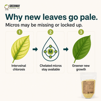 How chelated micronutrients in 21-7-14 may help keep new houseplant leaves green
